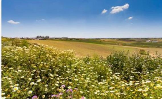 Вілла Bellavista De Conil Коніль-де-ла-Фронтера Екстер'єр фото